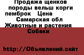 Продажа щенков породы вельш корги пемброк › Цена ­ 50 000 - Самарская обл. Животные и растения » Собаки   